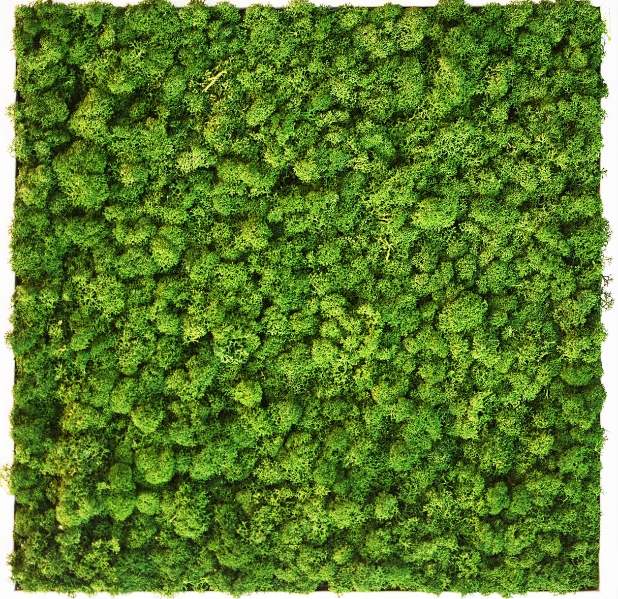 green moss wall