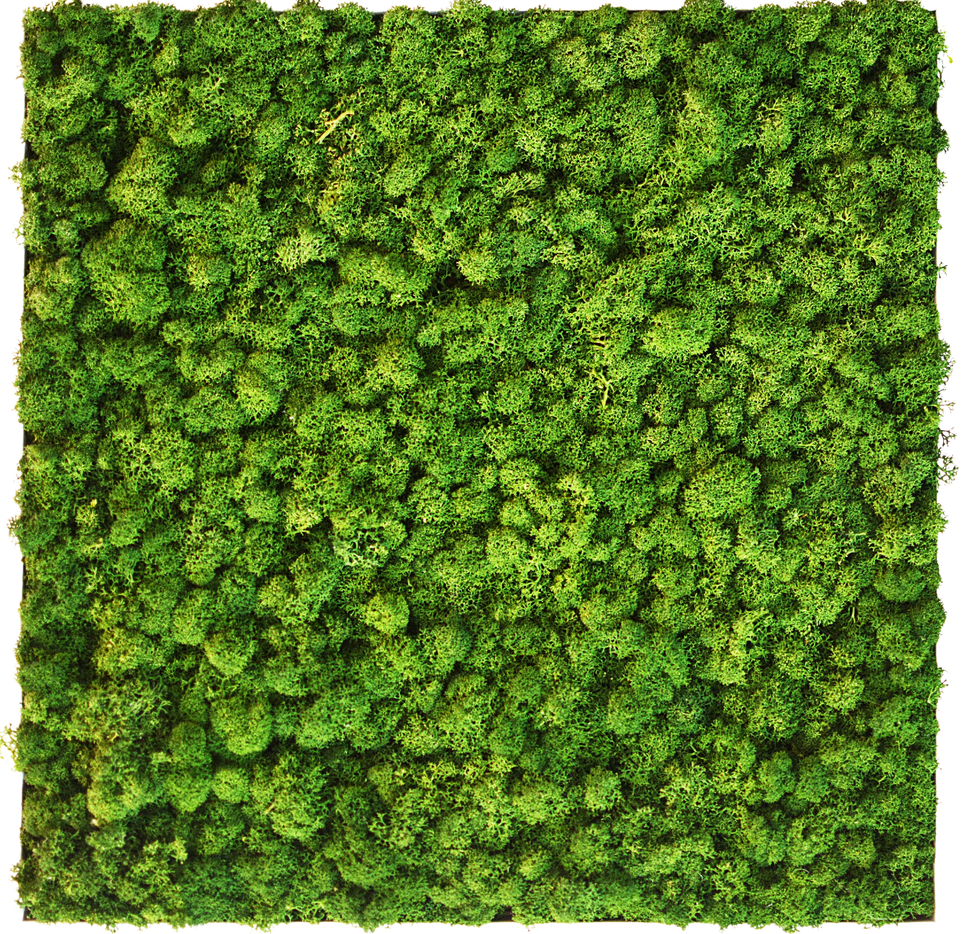 green moss wall