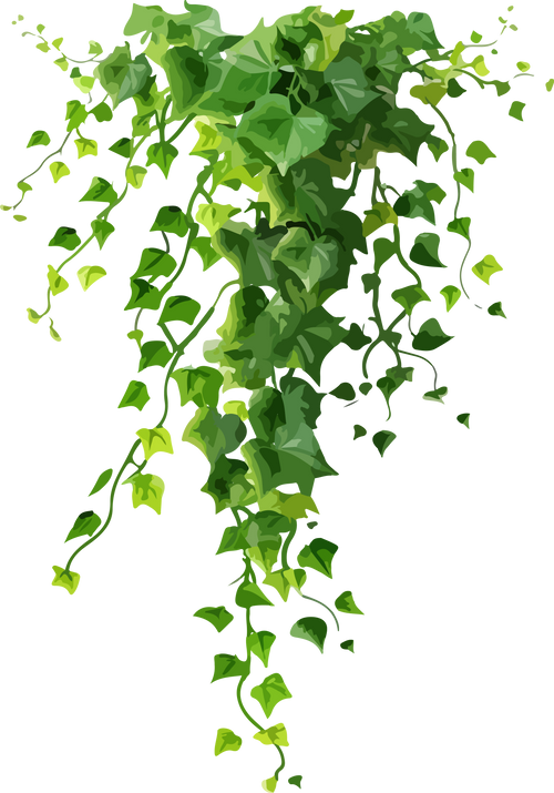 ivy plants