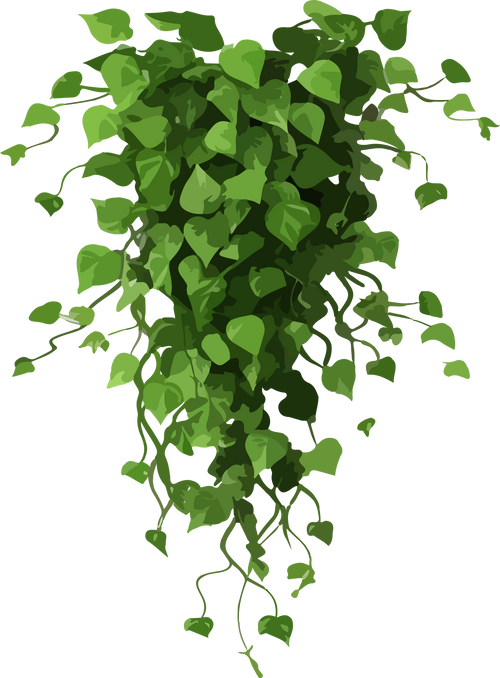 ivy plants